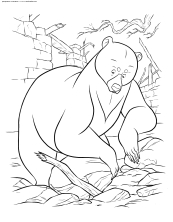 Медведица разгребает камни