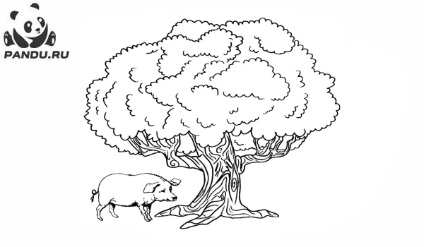 Раскраска Деревья. Дуб и свинья
