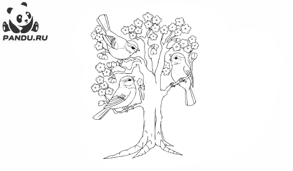 Раскраска Деревья. Птицы на дереве