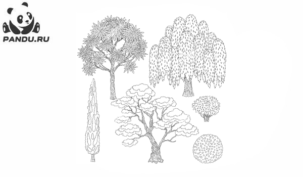 Раскраска Деревья. Разные виды деревьев