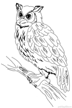 Раскраска сова - рисунок №13