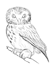 Раскраска сова - рисунок №38