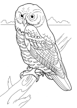 Раскраска сова - рисунок №4