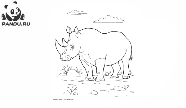 Раскраска Дикие животные. Носорог