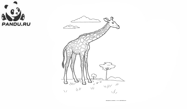 Раскраска Дикие животные. Жираф