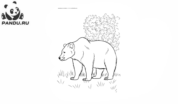 Раскраска Дикие животные. Бурый медведь