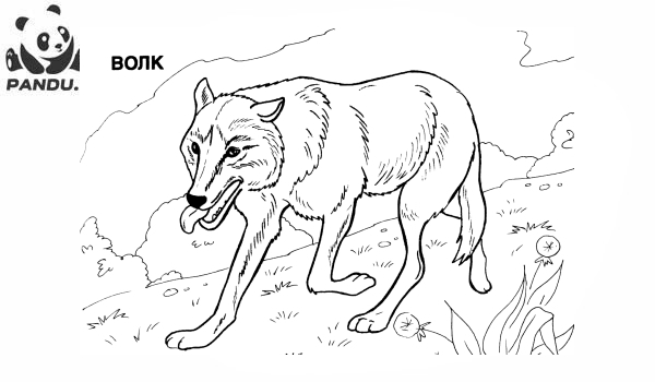 Раскраска Дикие животные. Волк