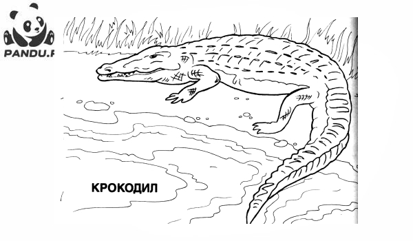 Раскраска Дикие животные. Крокодил