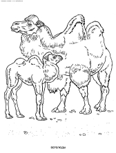 Верблюды