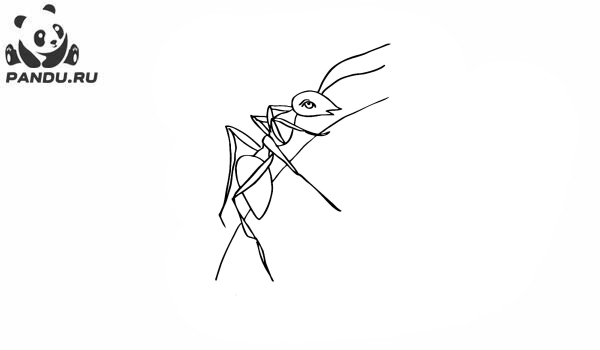 Раскраска Муравей Антц. Раскраска муравей - рисунок №3