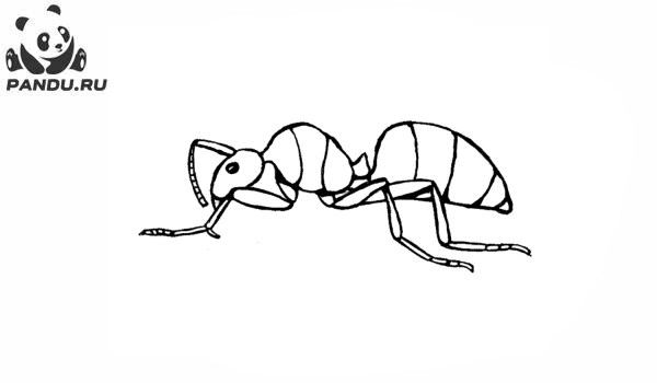 Раскраска Муравей Антц. Раскраска муравей - рисунок №36
