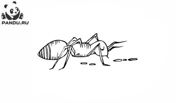 Раскраска Муравей Антц. Раскраска муравей - рисунок №40