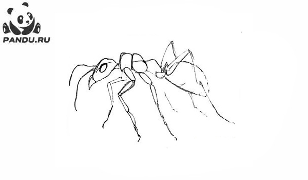 Раскраска Муравей Антц. Раскраска муравей - рисунок №64