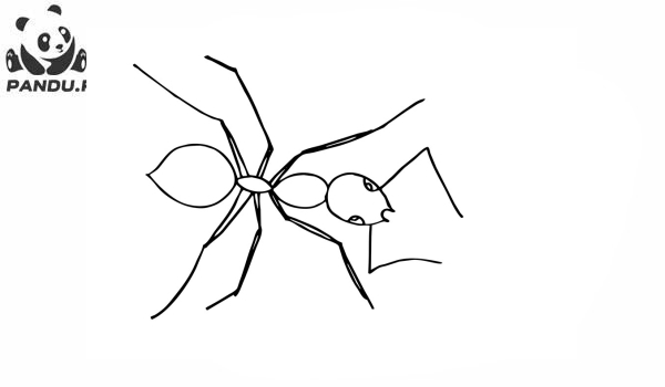 Раскраска Муравей Антц. Раскраска муравей - рисунок №70