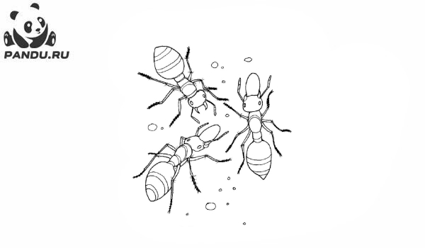 Раскраска Муравей Антц. Раскраска муравей - рисунок №74