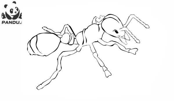 Раскраска Муравей Антц. Раскраска муравей - рисунок №76