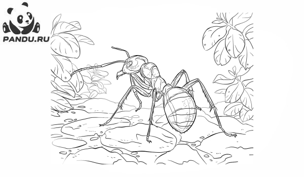 Раскраска Муравей Антц. Раскраска муравей - рисунок №78