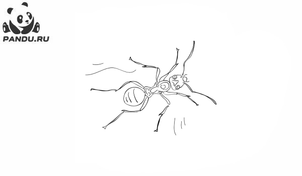Раскраска Муравей Антц. Раскраска муравей - рисунок №79