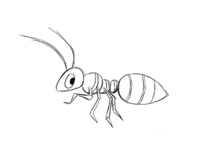 Раскраска муравей - рисунок №16