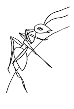 Раскраска муравей - рисунок №3