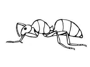 Раскраска муравей - рисунок №36