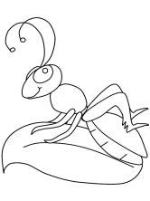Раскраска муравей - рисунок №4