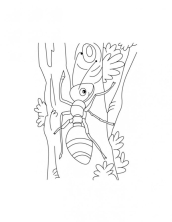 Раскраска муравей - рисунок №47