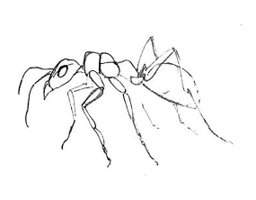 Раскраска муравей - рисунок №64