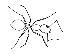 Раскраска муравей - рисунок №70