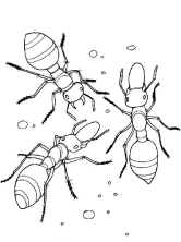 Раскраска муравей - рисунок №74