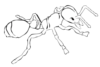 Раскраска муравей - рисунок №76