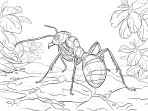 Раскраска муравей - рисунок №78