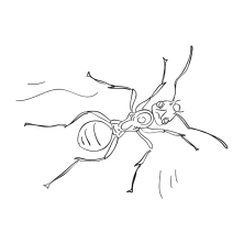 Раскраска муравей - рисунок №79