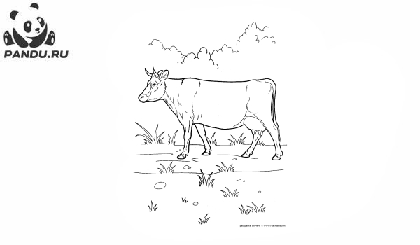 Раскраска Домашнии животные. Корова