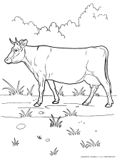 Корова