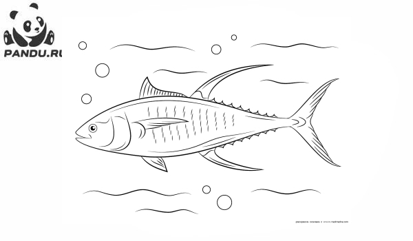 Раскраска Рыбы. Желтопёрый тунец