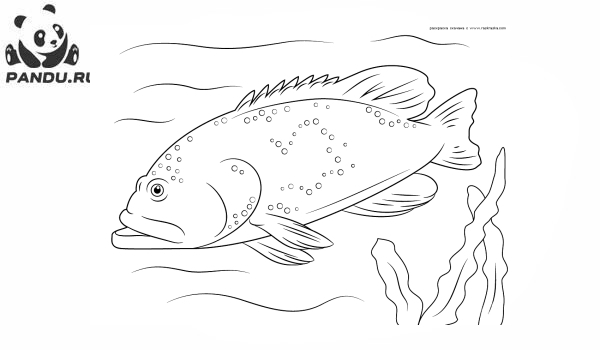 Раскраска Рыбы. Морской окунь
