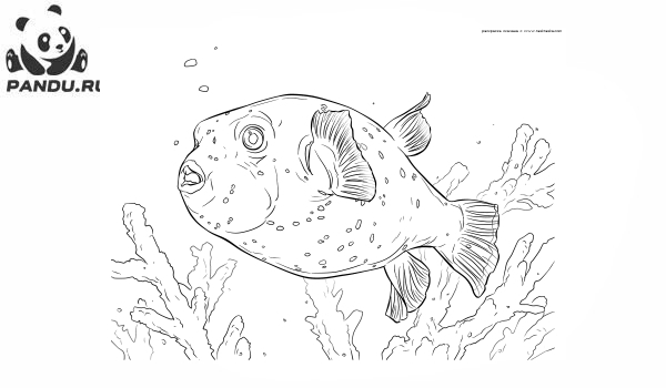 Раскраска Рыбы. Фугу