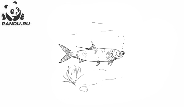 Раскраска Рыбы. Тарпон