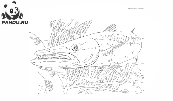 Раскраска Рыбы. Барракуда