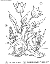 Тюльпаны и мышиный гиацинт