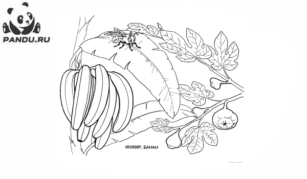 Раскраска Фрукты. Инжир и банан