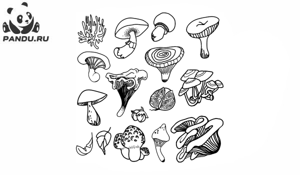 Раскраска Грибы. Разные виды грибов на одной картинке