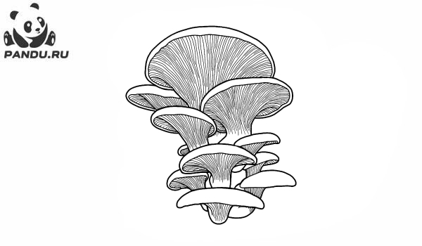 Раскраска Грибы. Необычные грибы