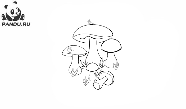 Раскраска Грибы. Пять грибов