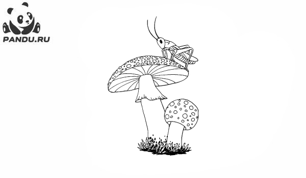 Раскраска Грибы. Кузнечик и грибы