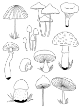 Набор грибов