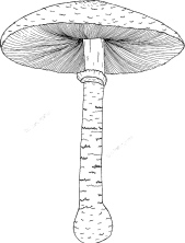 Длинный гриб в виде зонтика