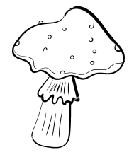 Несъедобный гриб