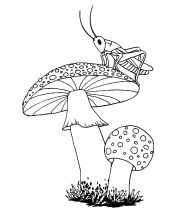 Кузнечик и грибы